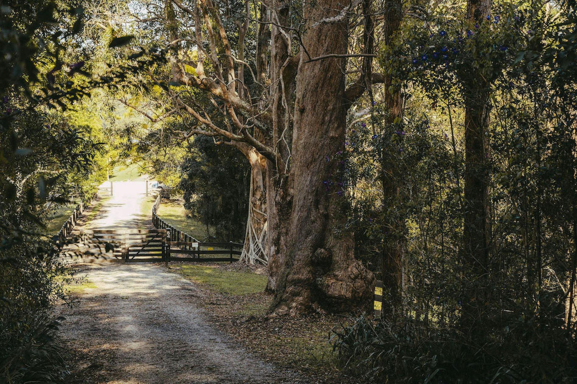 Entry Driveway to Sunny Corner Pastures surrounded by the natural bushland
