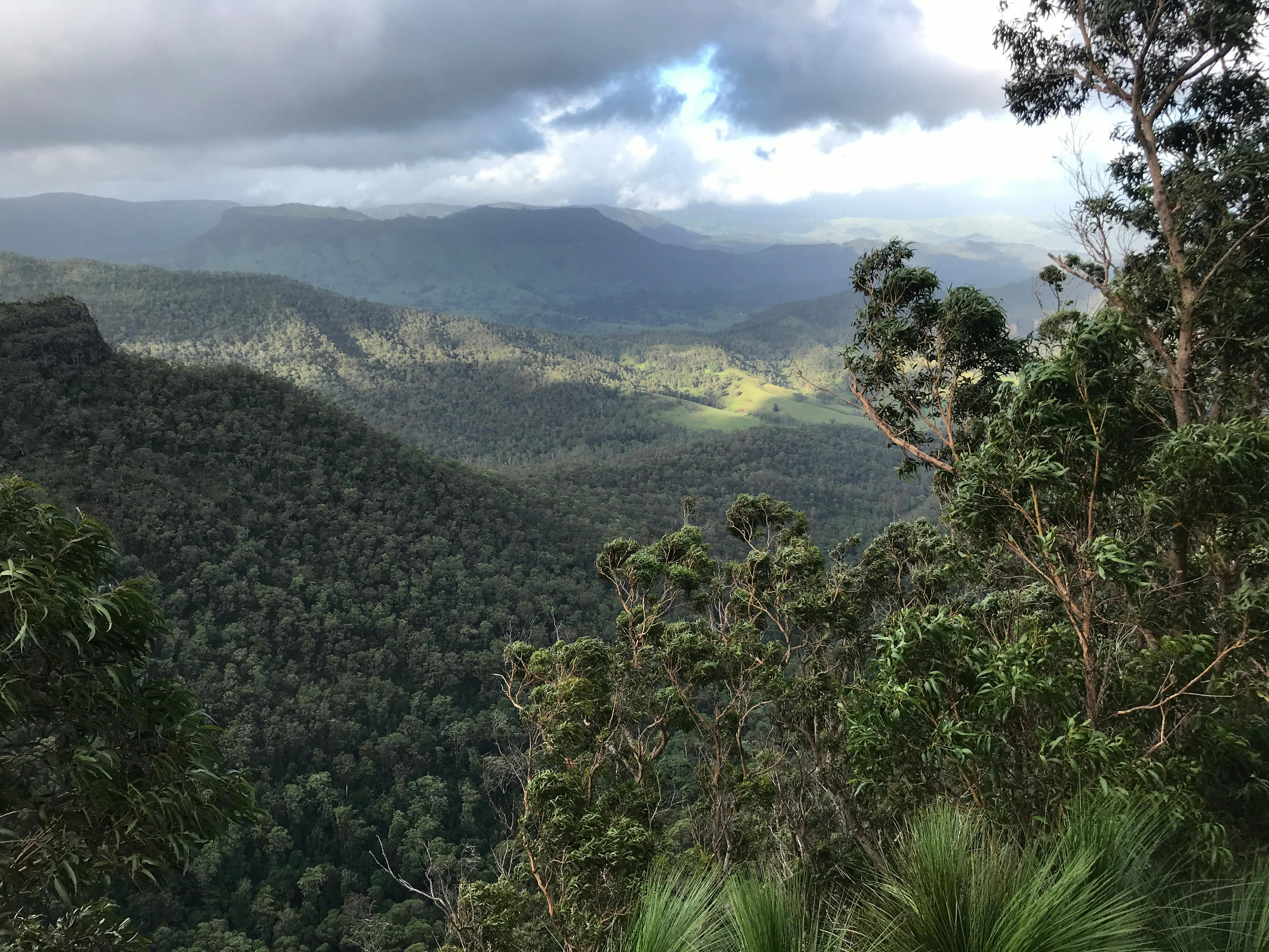 Lamington National Park Rainforest Adventure