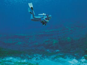 A diver swims through the clear water at Ewens Ponds Conservation Park
