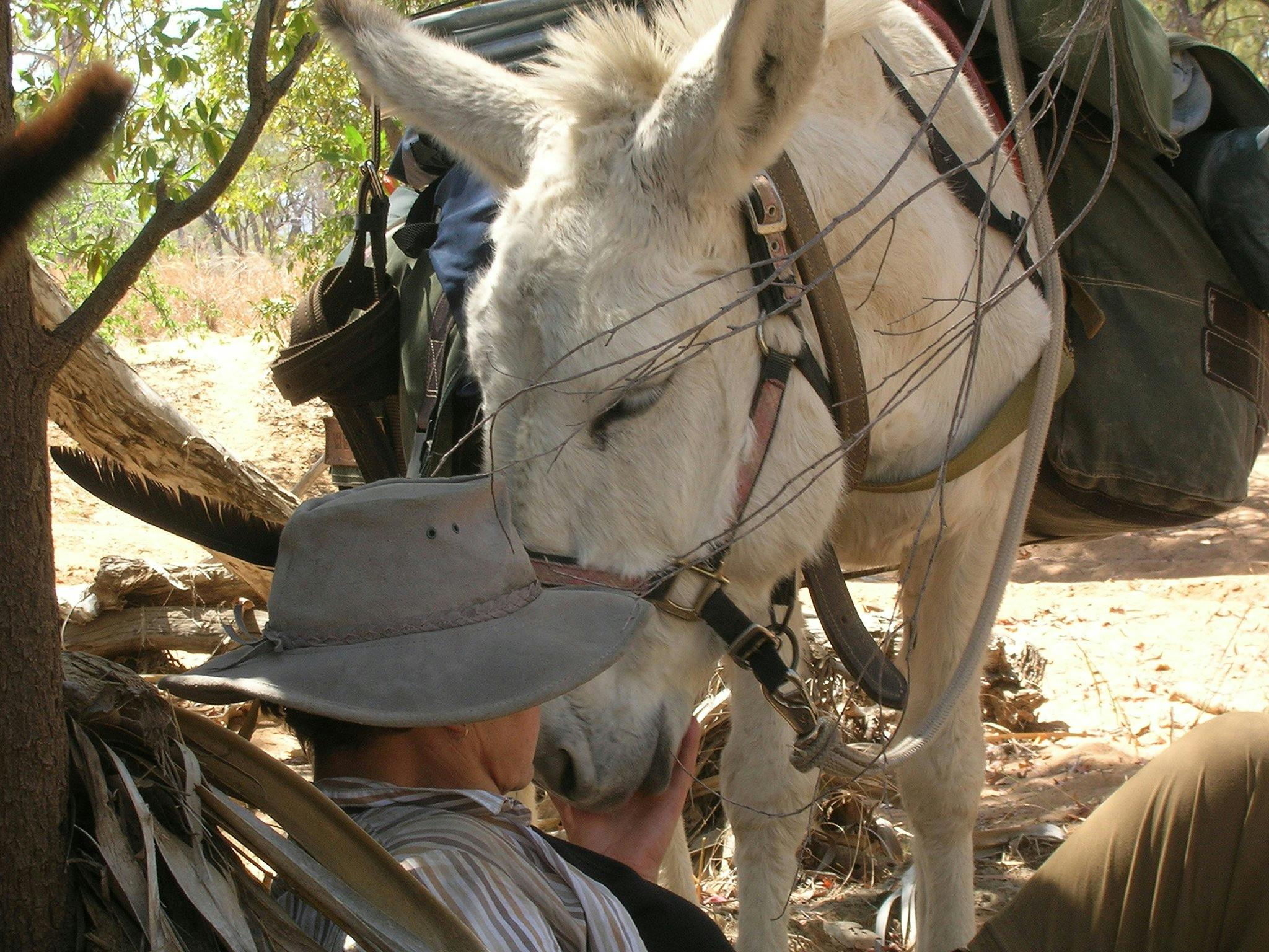 Charlie, a pack donkey seeks some attention and a cuddle during a rest break, Kennedy Retrace Trek.