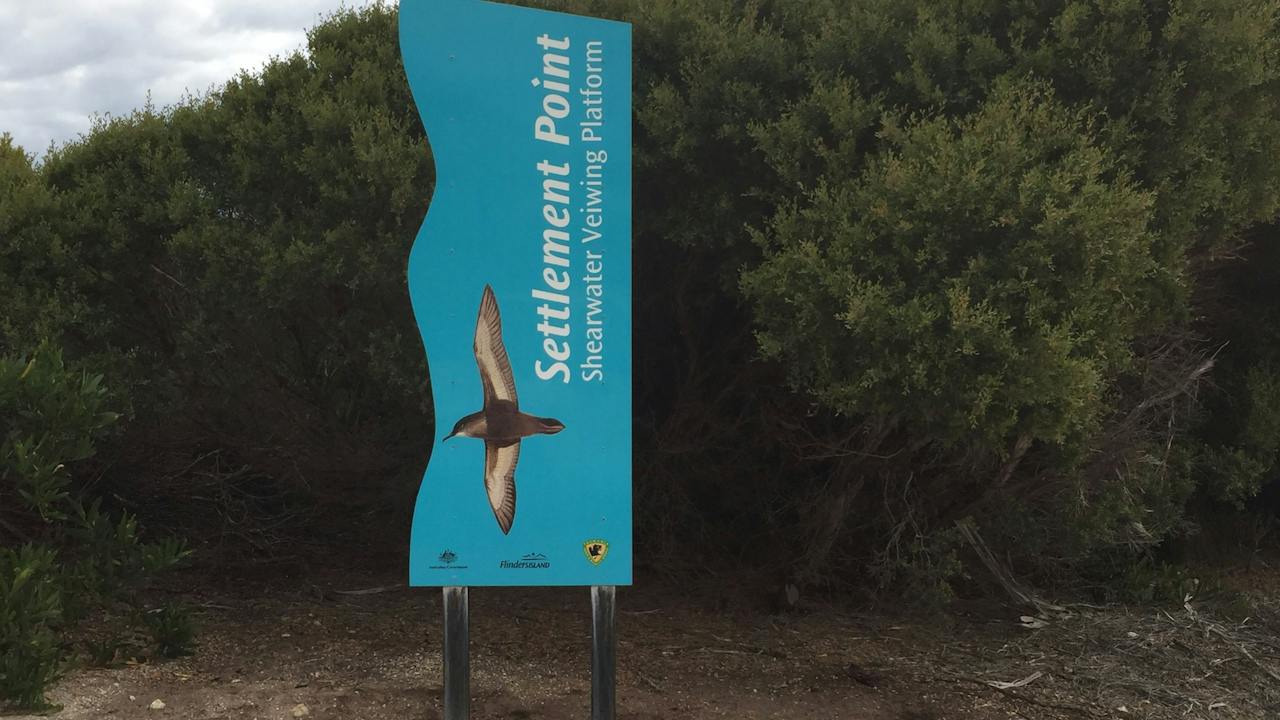 Settlement Point Shearwater Viewing Platform