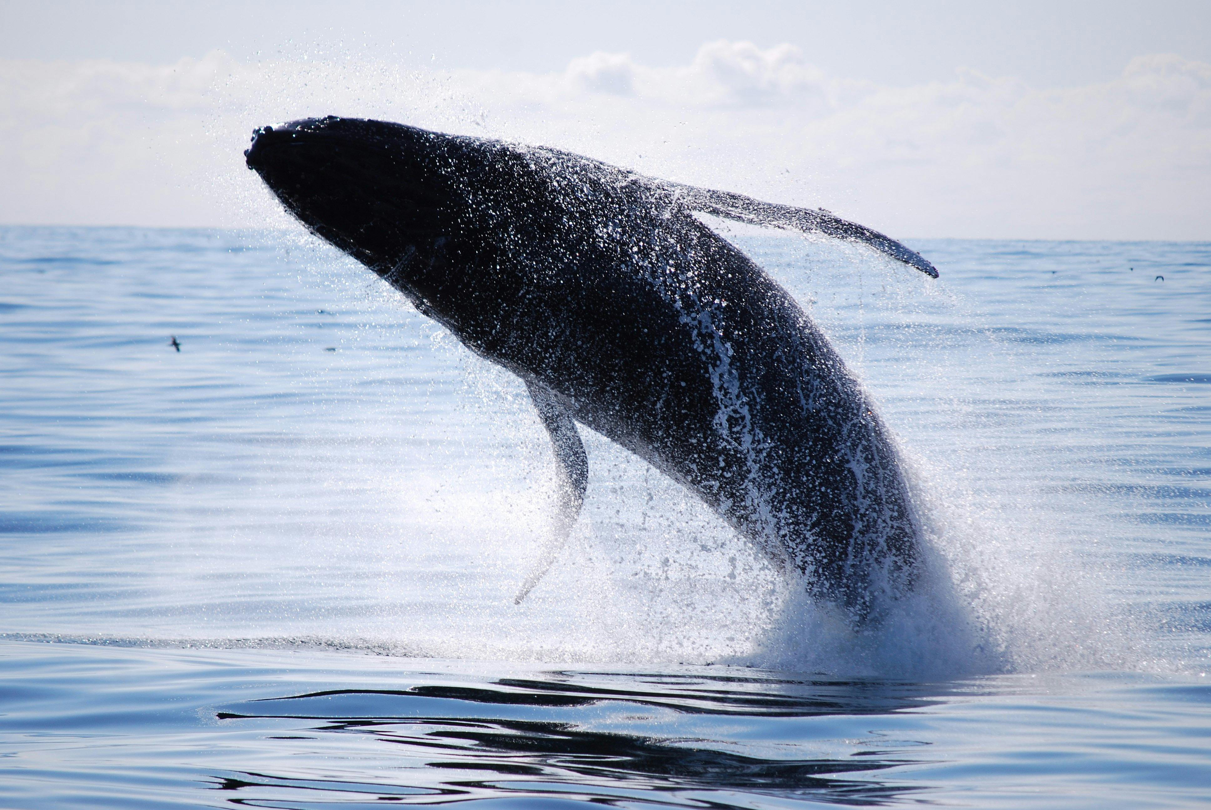 Daily whale watching cruises operate during September until mid November.
