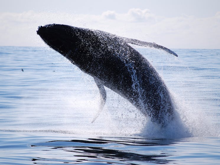 Daily whale watching cruises operate during September until mid November.