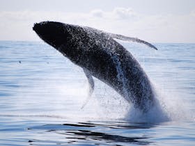 Daily whale watching cruises operate during September until mid November.