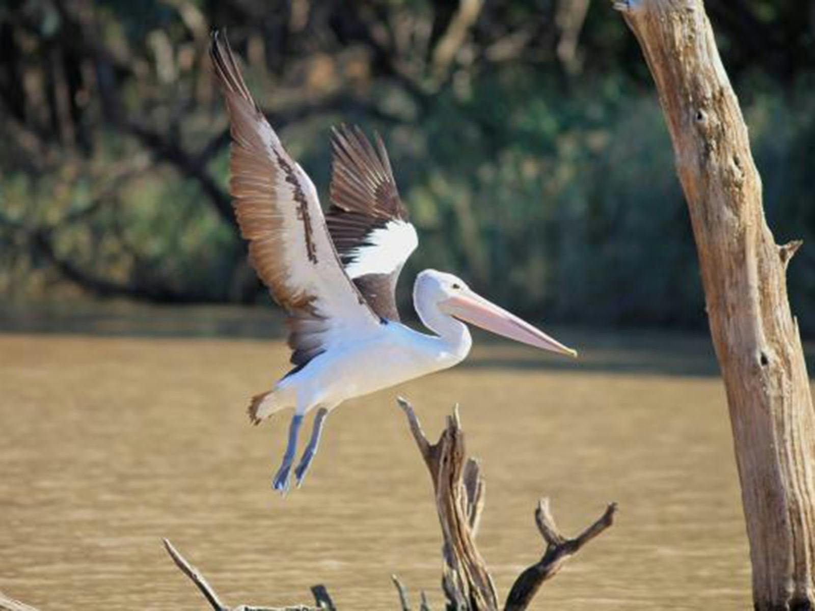 Sandytown River Cruise birdlife