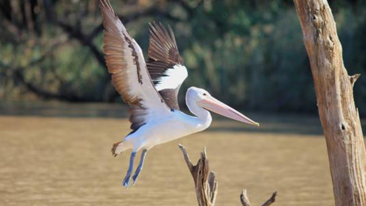 Sandytown River Cruise birdlife