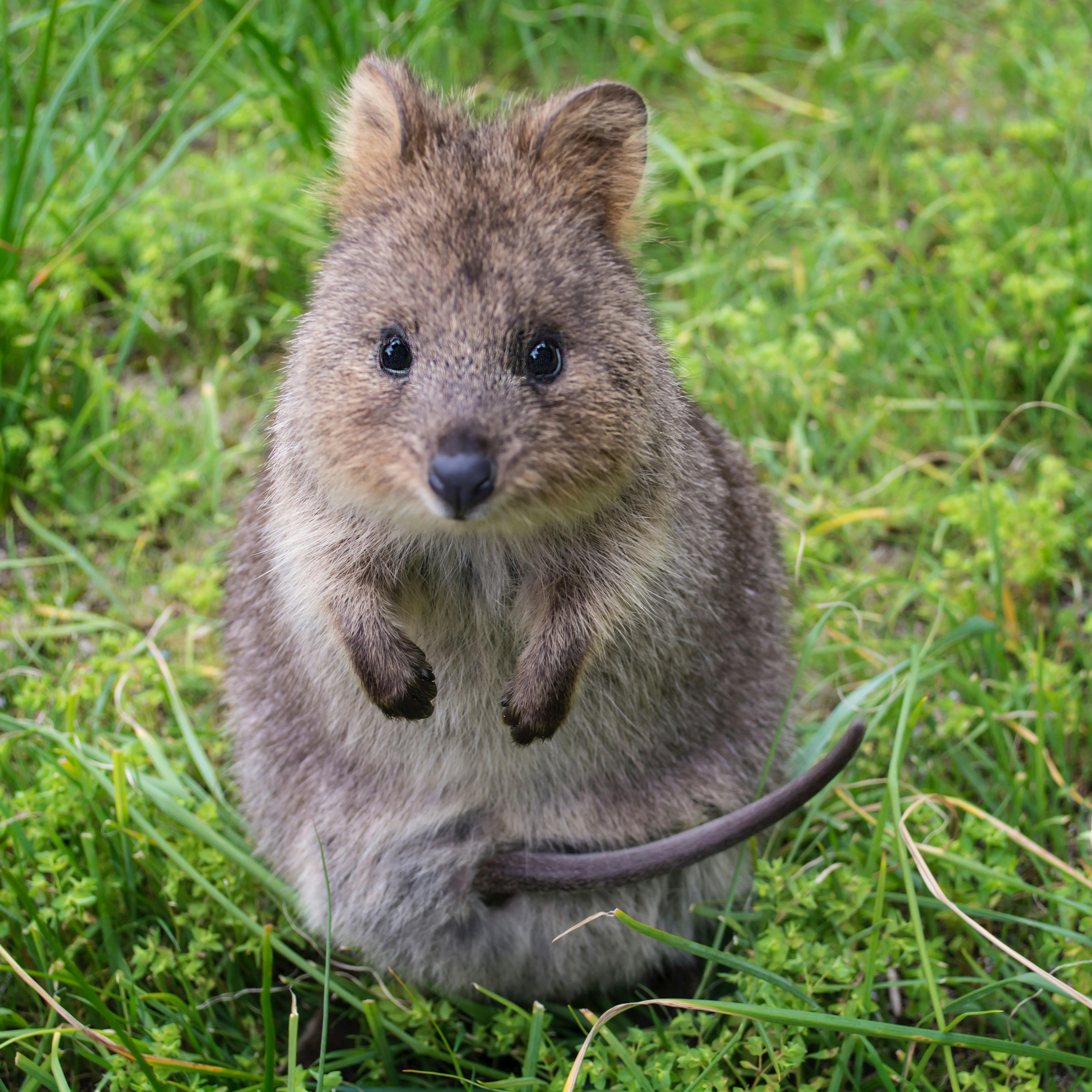 Quokka with joey in pouch