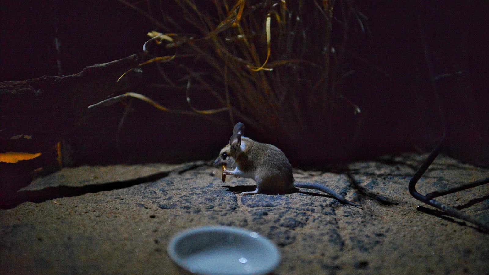 Julia Creek Dunnart