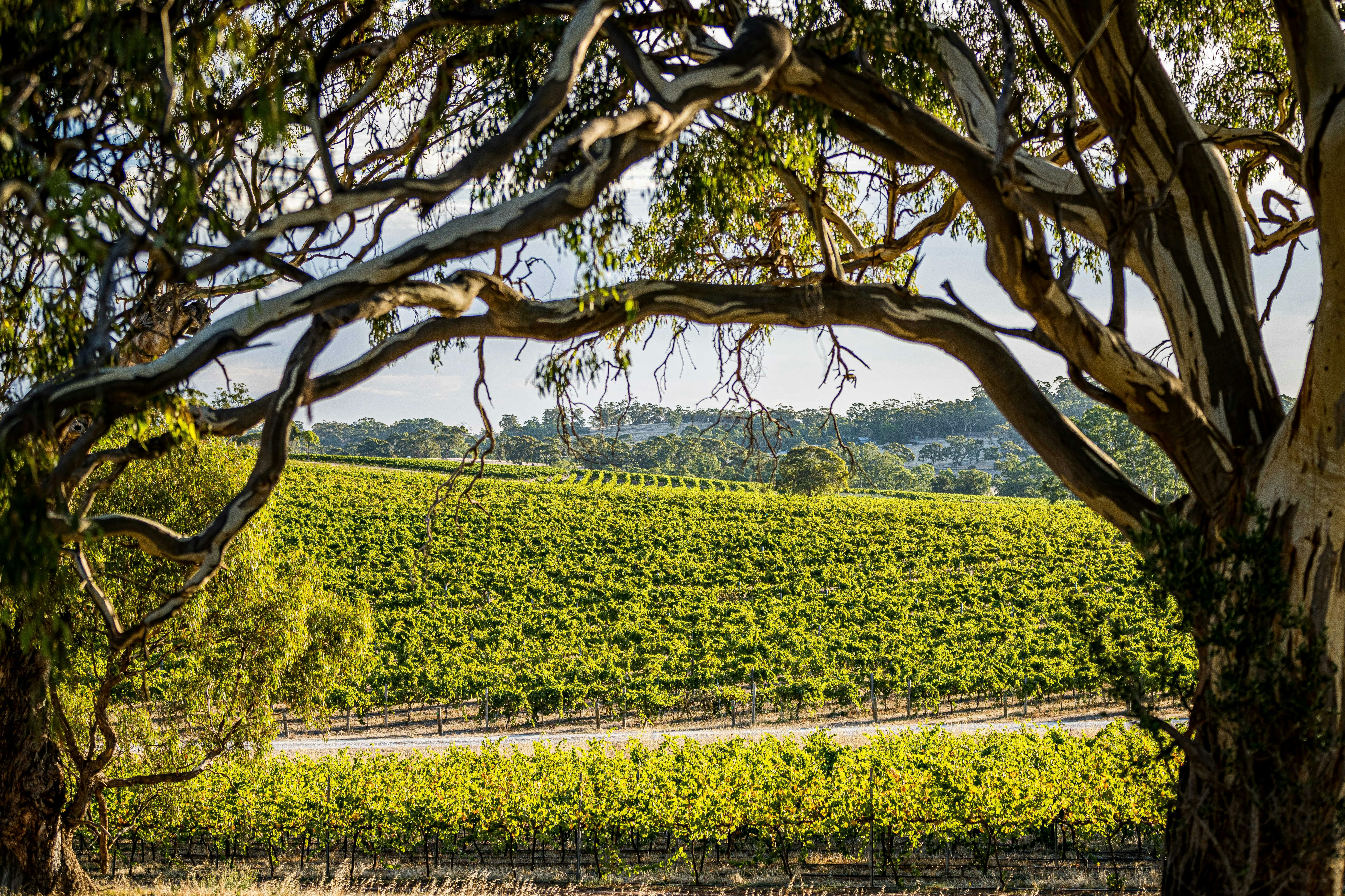 Paint the Vines - Taste the Riesling
