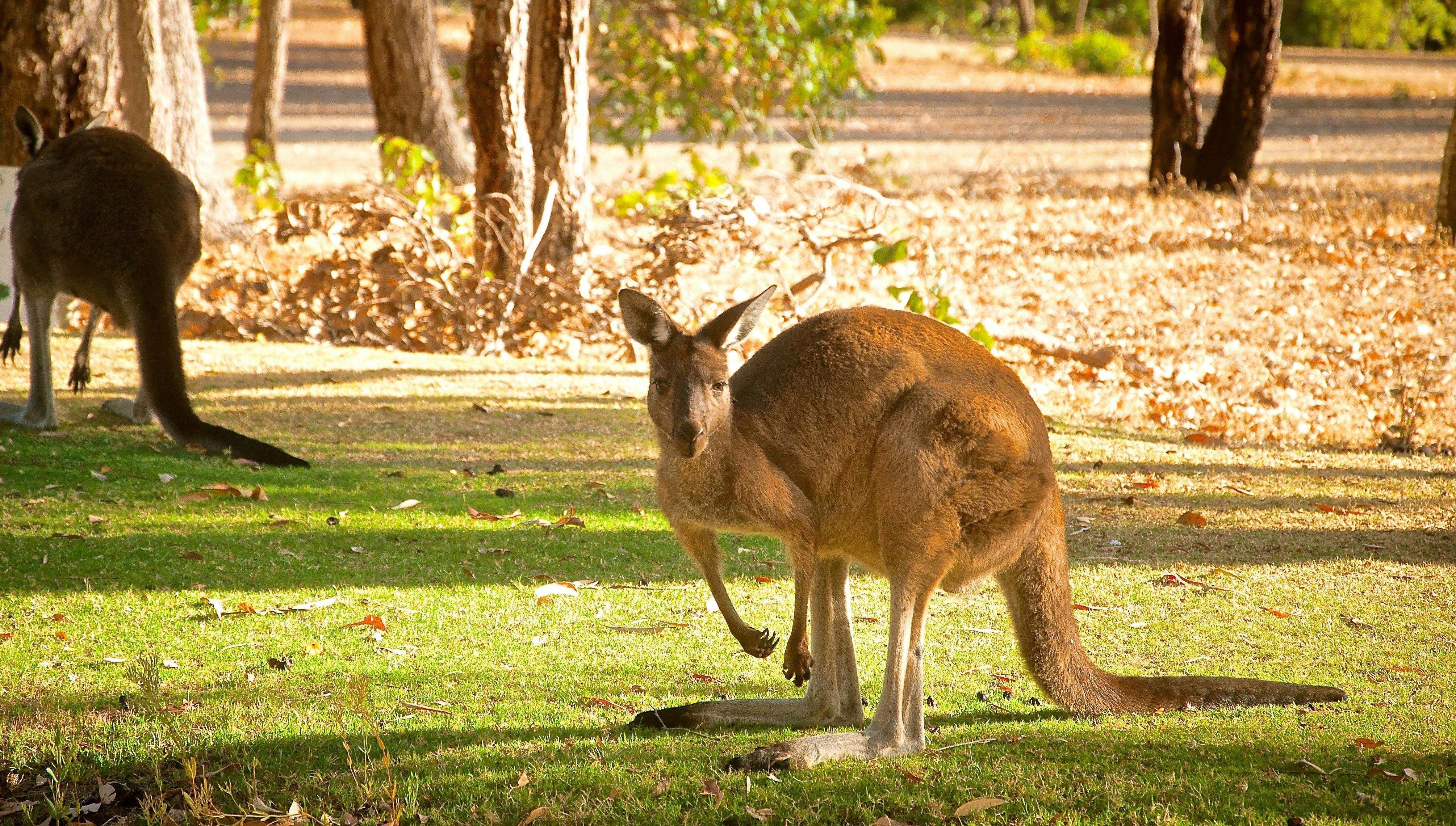 Western Grey Kangaroo enjoying the centre-stage on their Kangaroo Safari