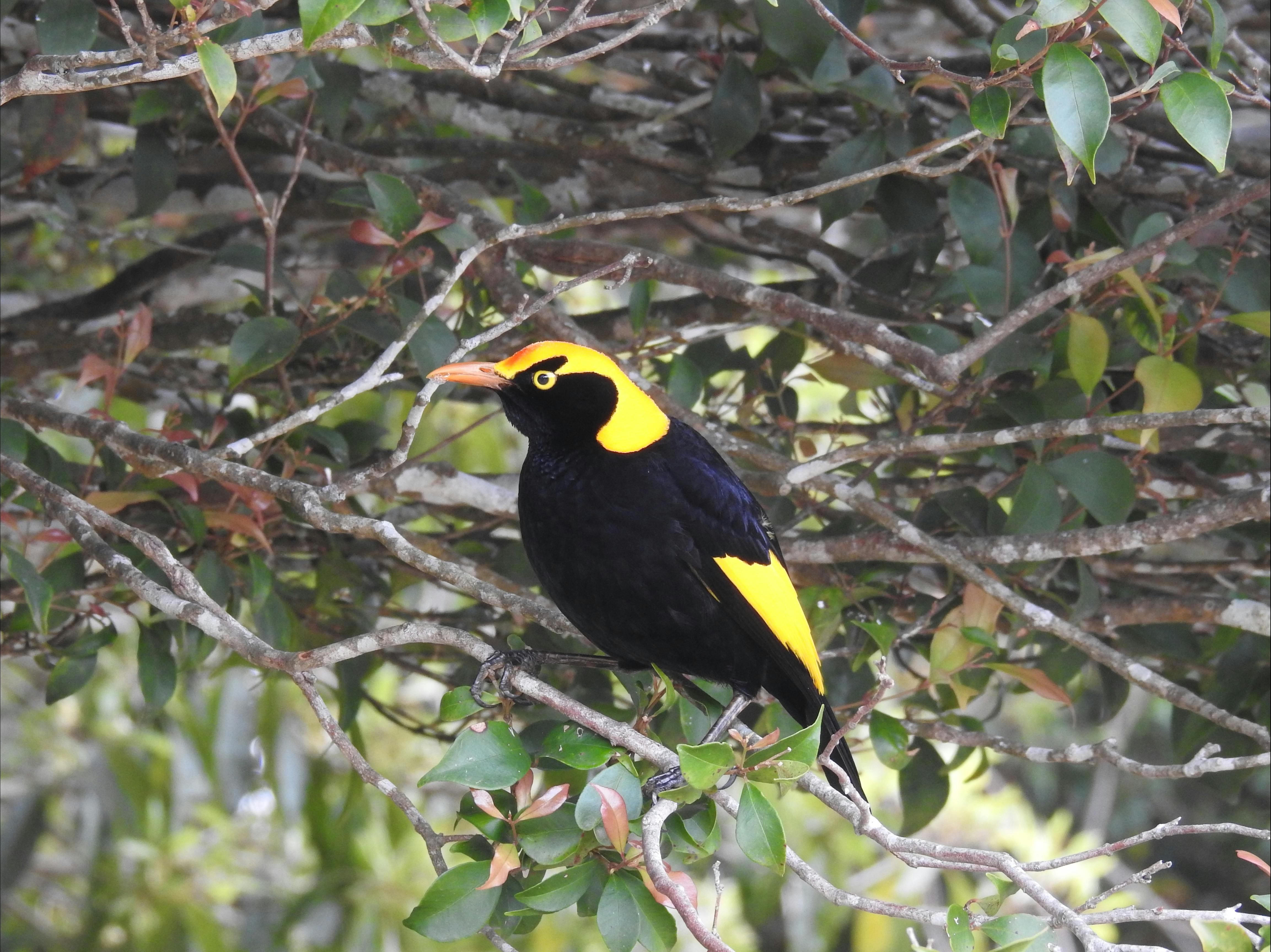 Bird-Watching Day Tour