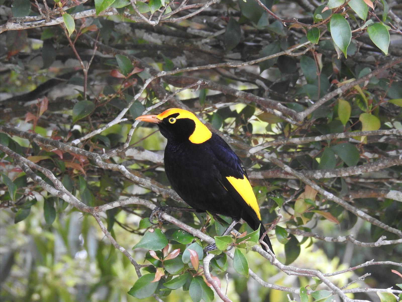 Regent Bowerbird