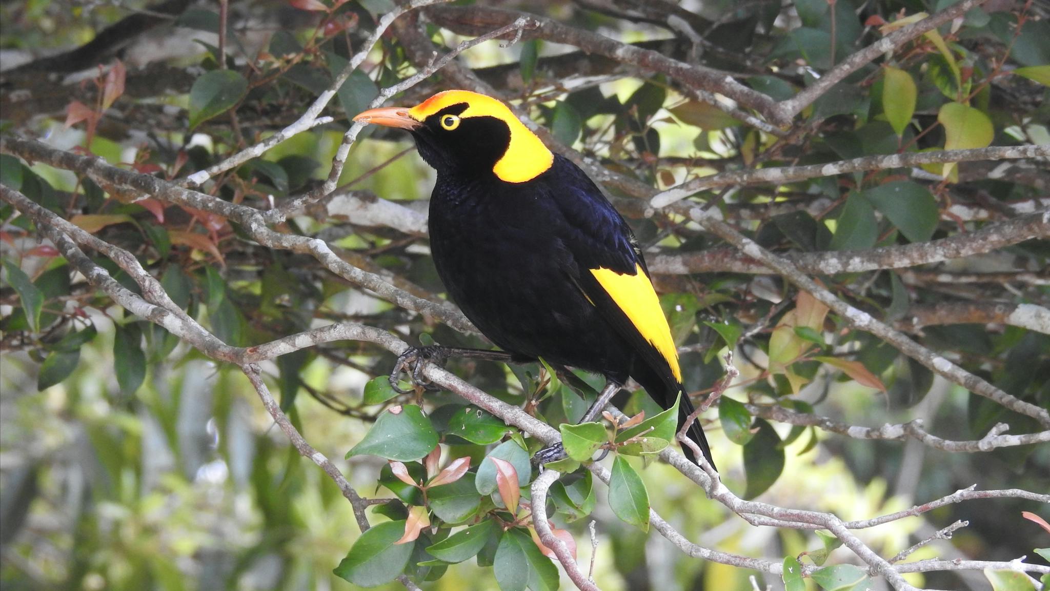 Regent Bowerbird Regent Bowerbird