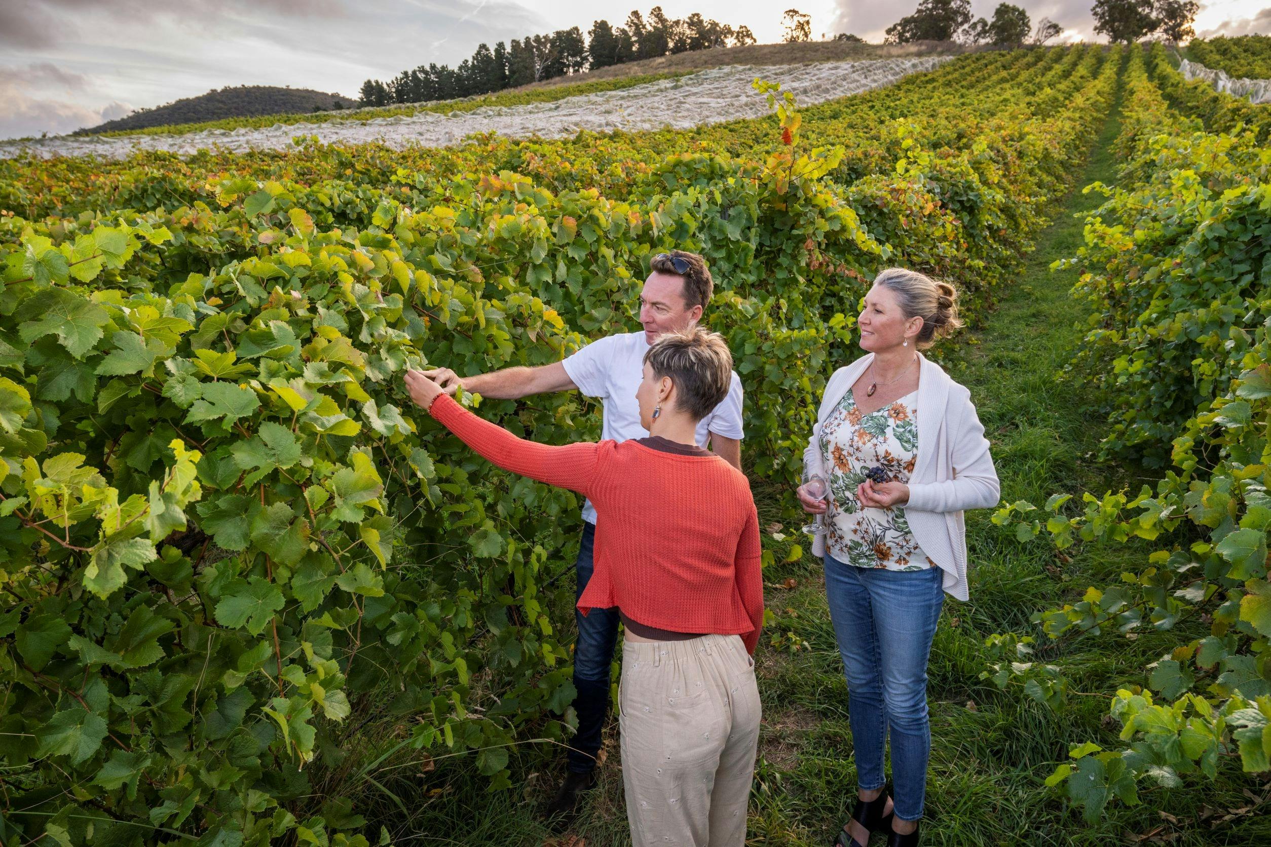 Fergus and customers in vineyard
