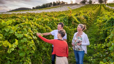 Fergus and customers in vineyard