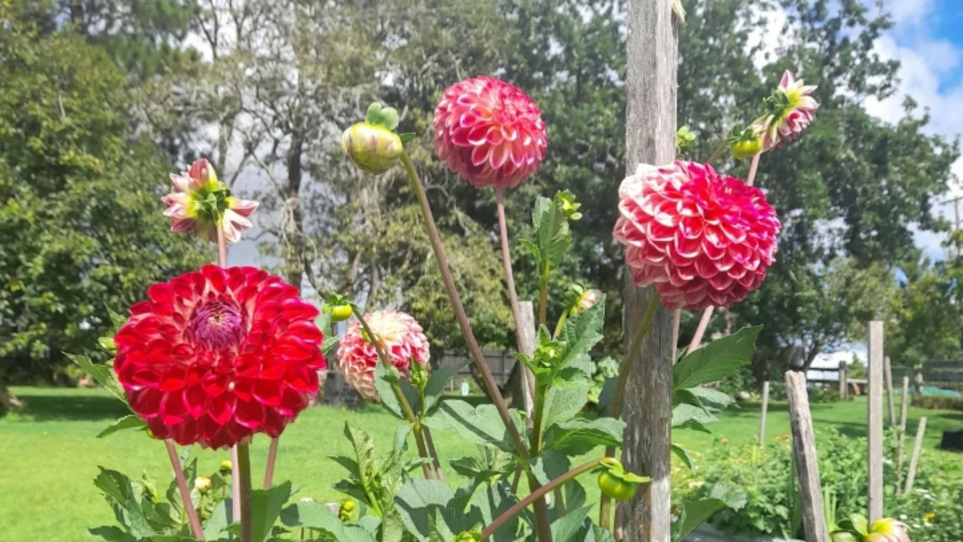고요한 정원 캠핑