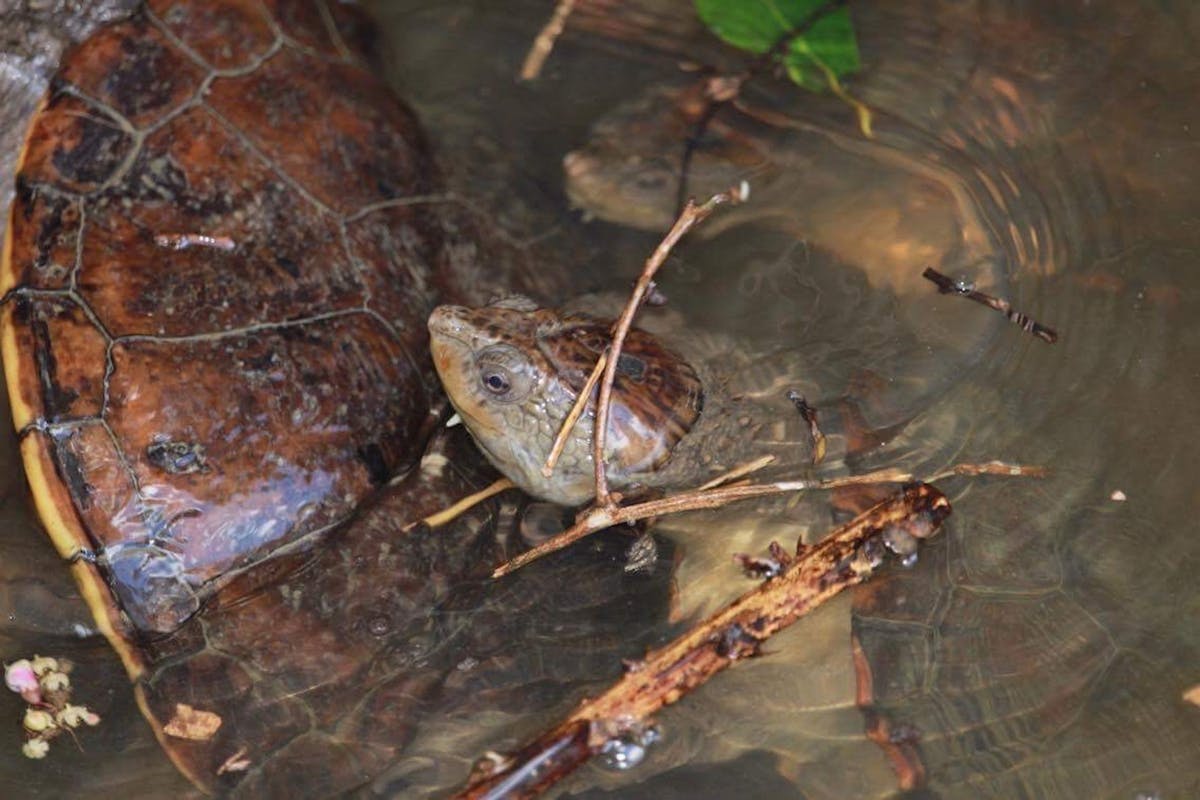 Freshwater Turtles