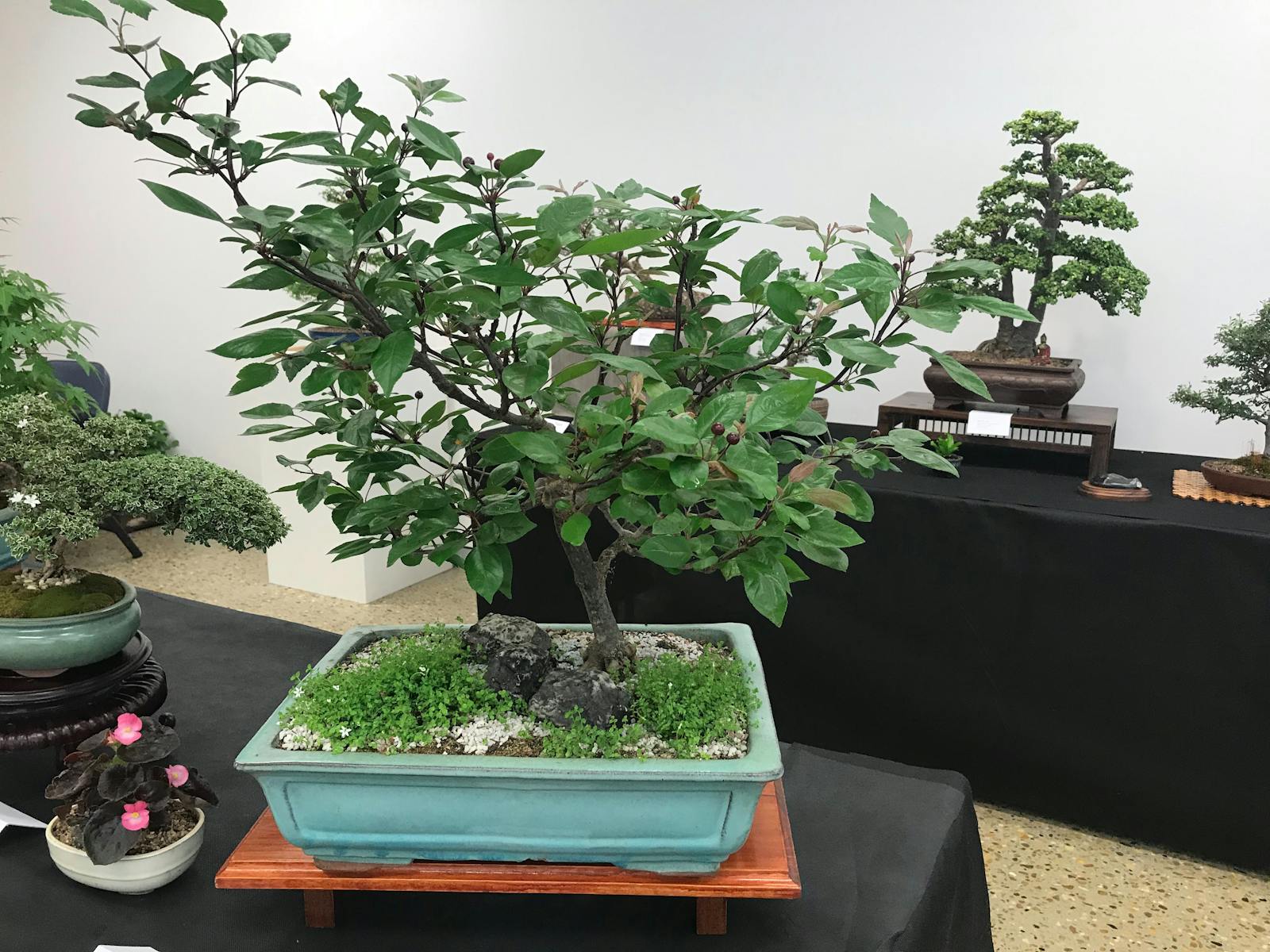Image for Bonsai by the Bidgee Beach