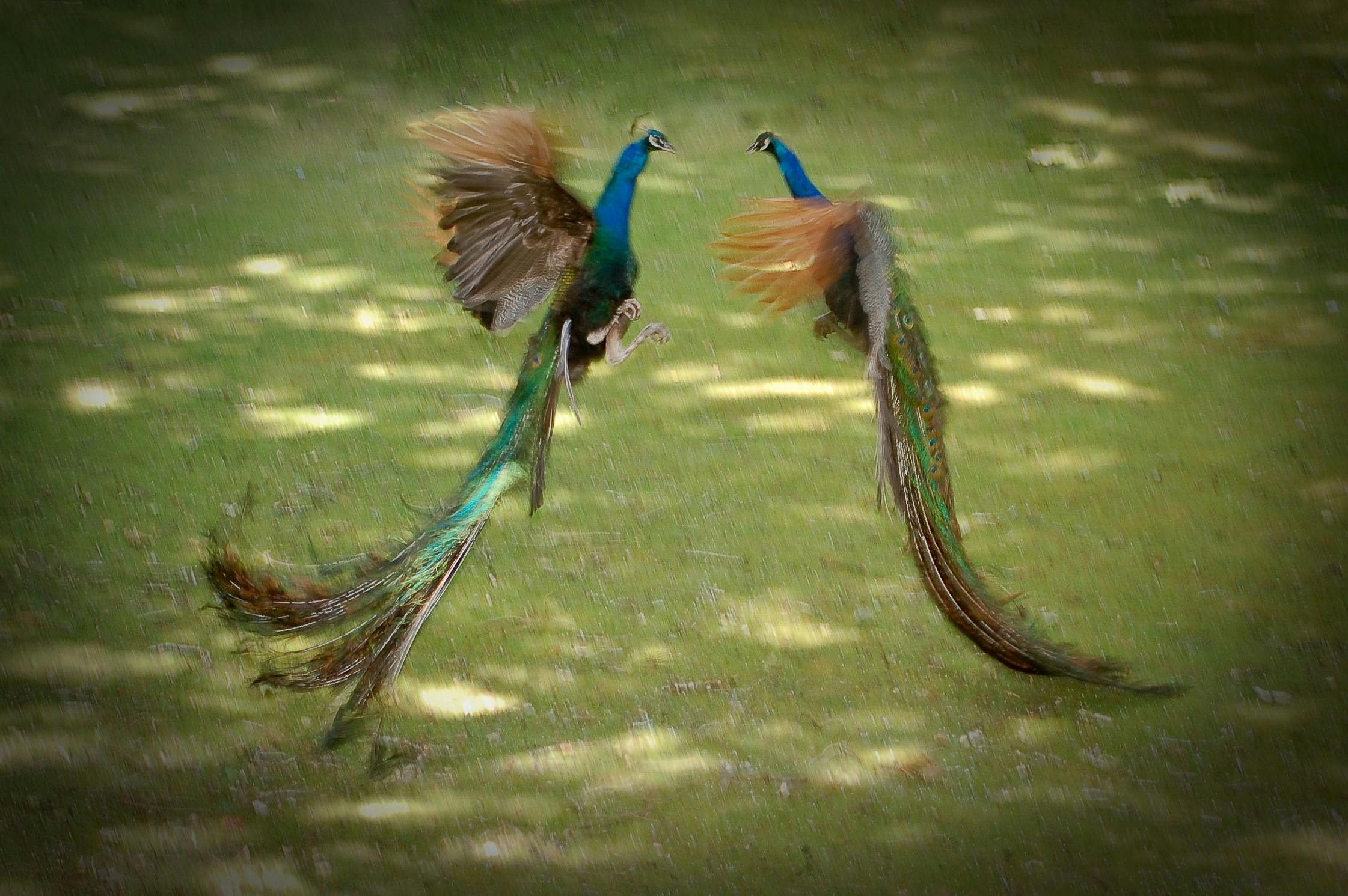 Male Peacocks