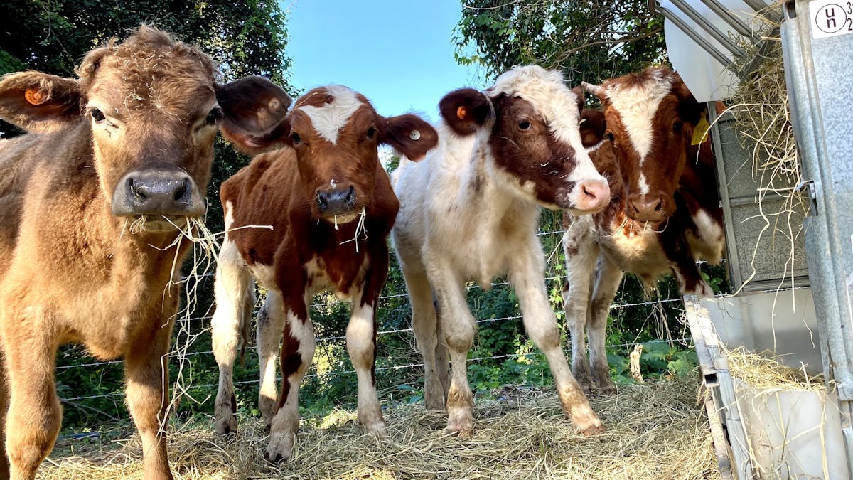 Photo of four steers (cattle) looking at the camera while munching on lucerne