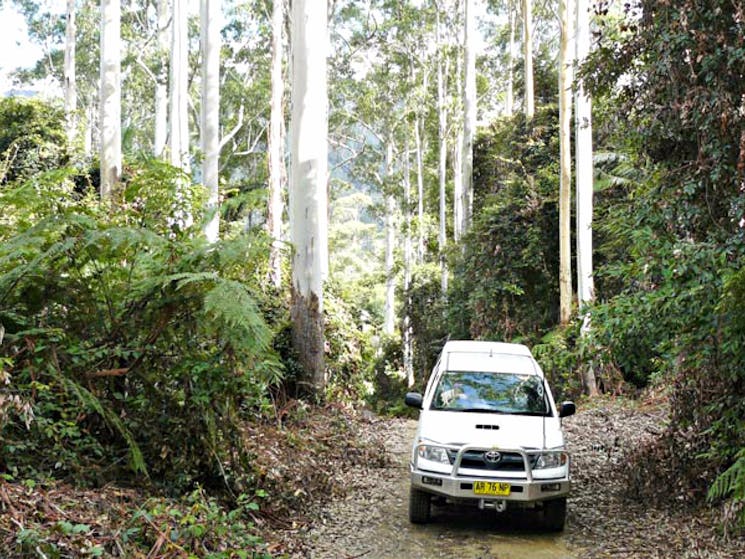 Pine Road, Bindarri National Park. Photo: Barbara Webster/NSW Government