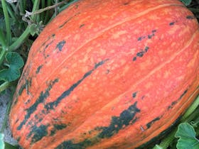 Biggest Pumpkin Competition