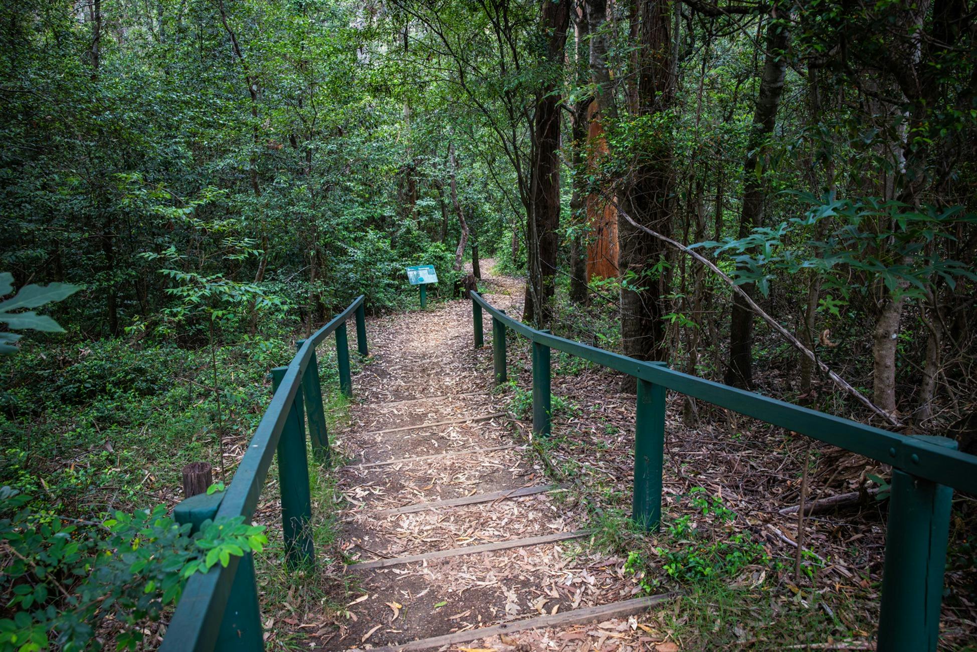 Leaf-strewn walking track in Cumberland State Forest