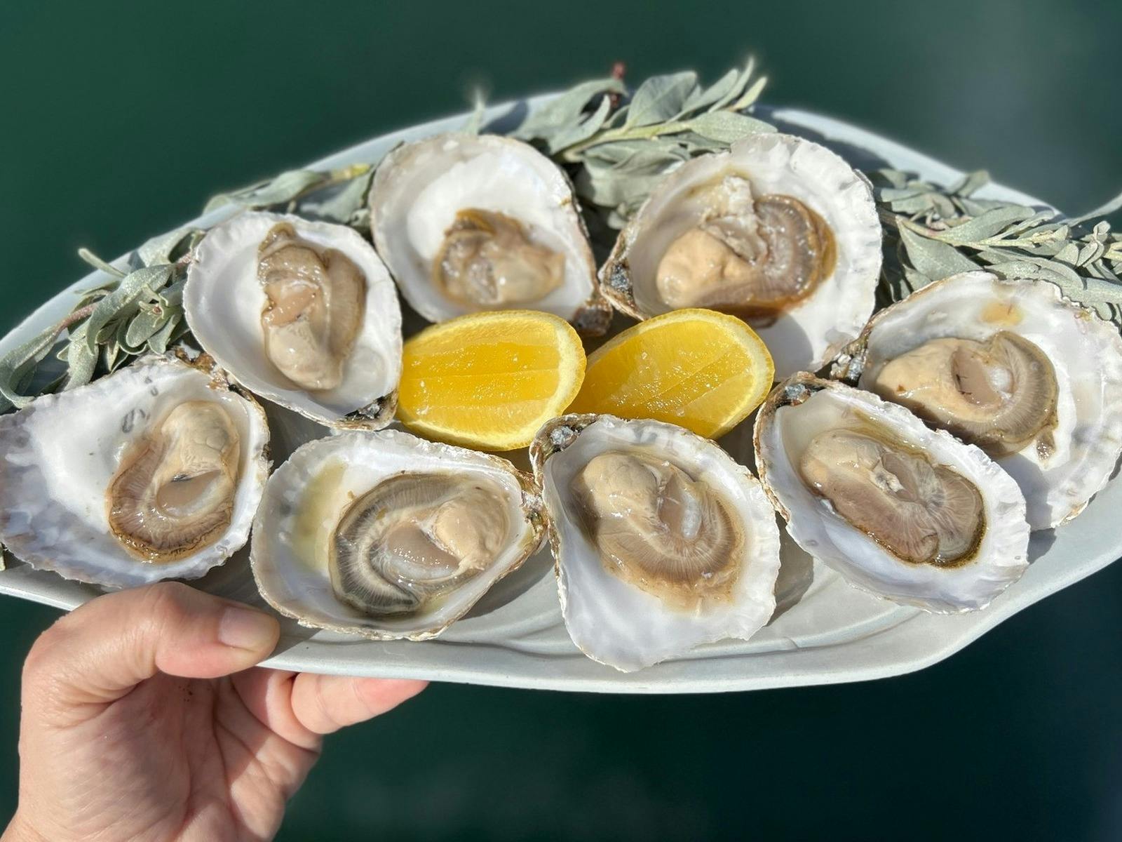 Angasi Oyster Tour