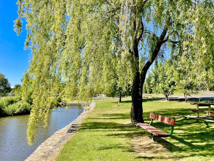 Large tree on grassed area by the river