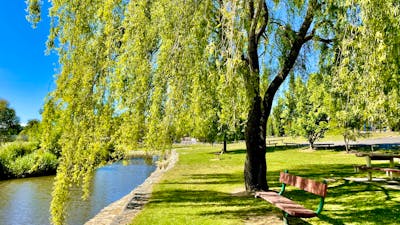 Large tree on grassed area by the river