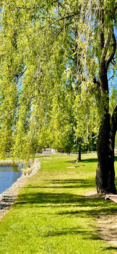 Large tree on grassed area by the river