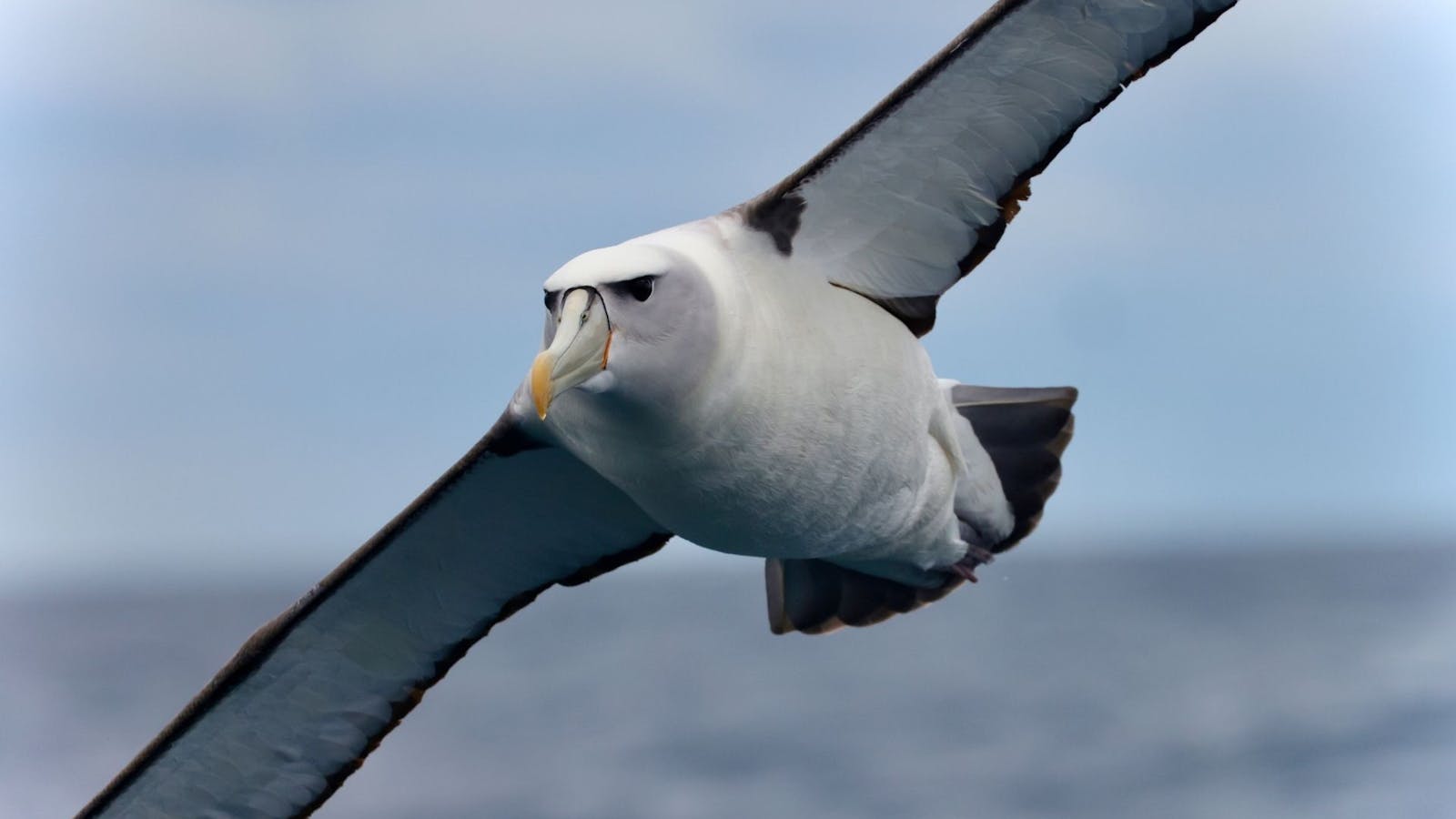 Shy Albatross flying past