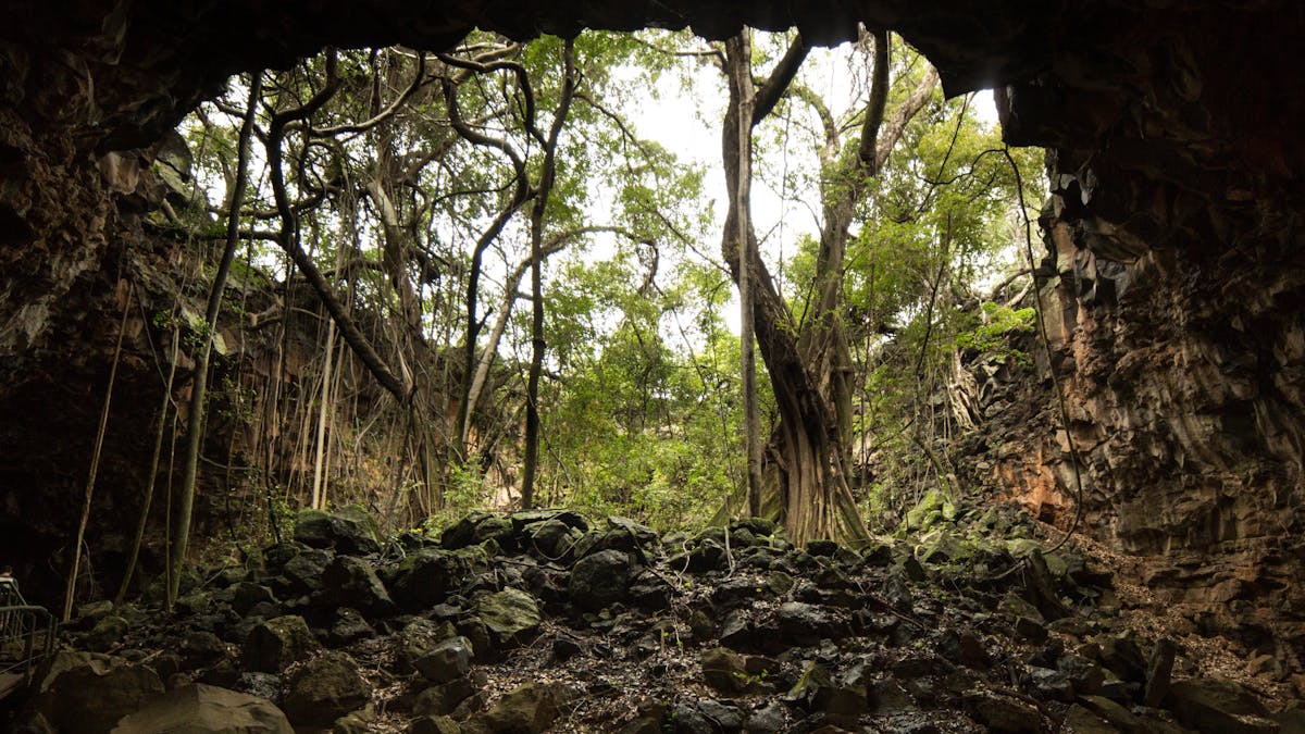 Archway fig tree