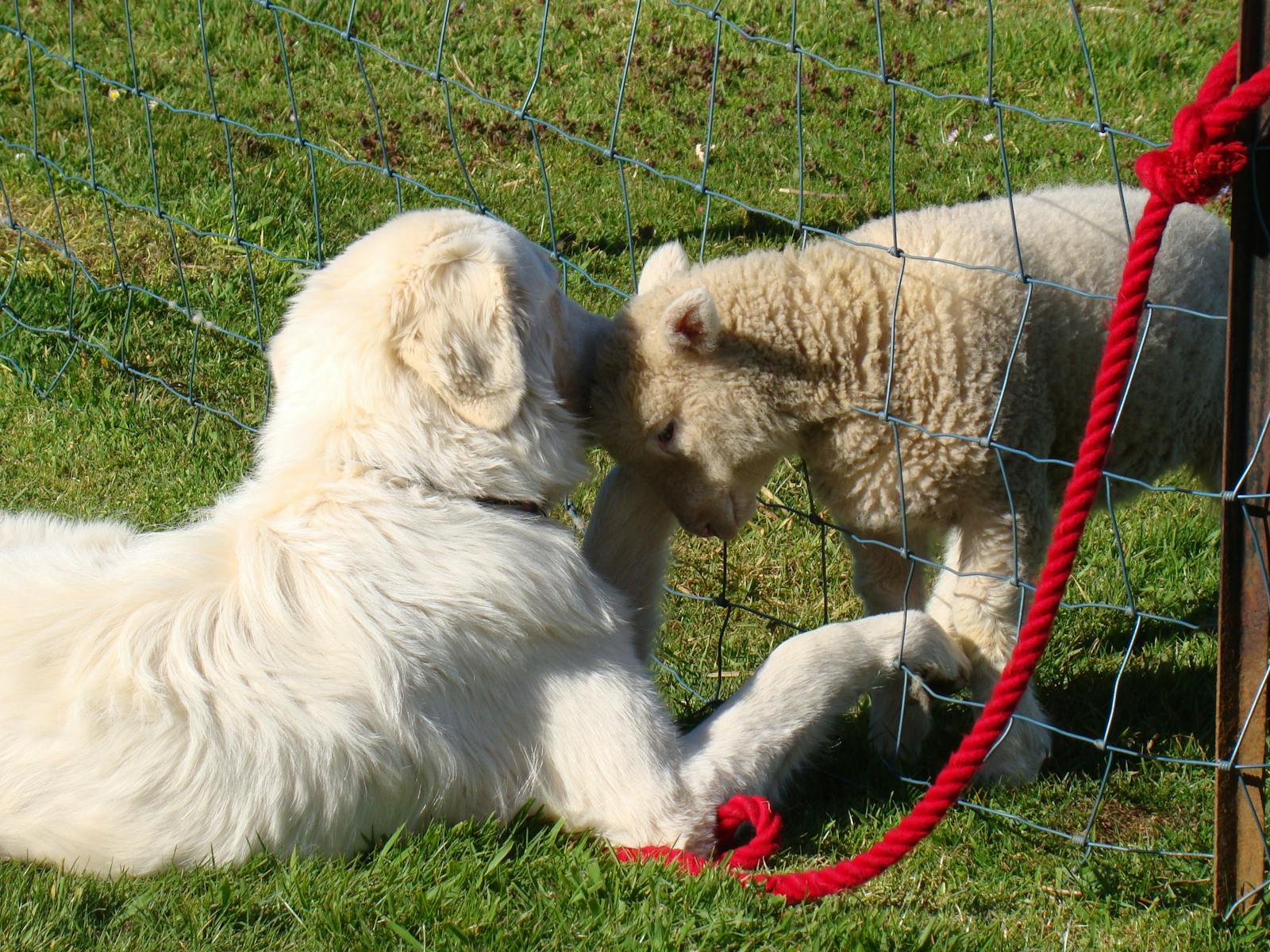 From  one pet to another, the farm Maremma and lamb share a moment of affection