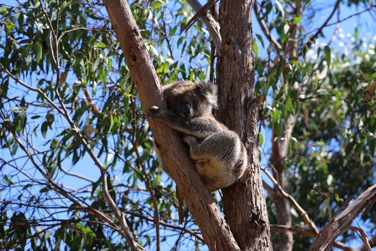 Morialta Wilderness and Wildlife Hike