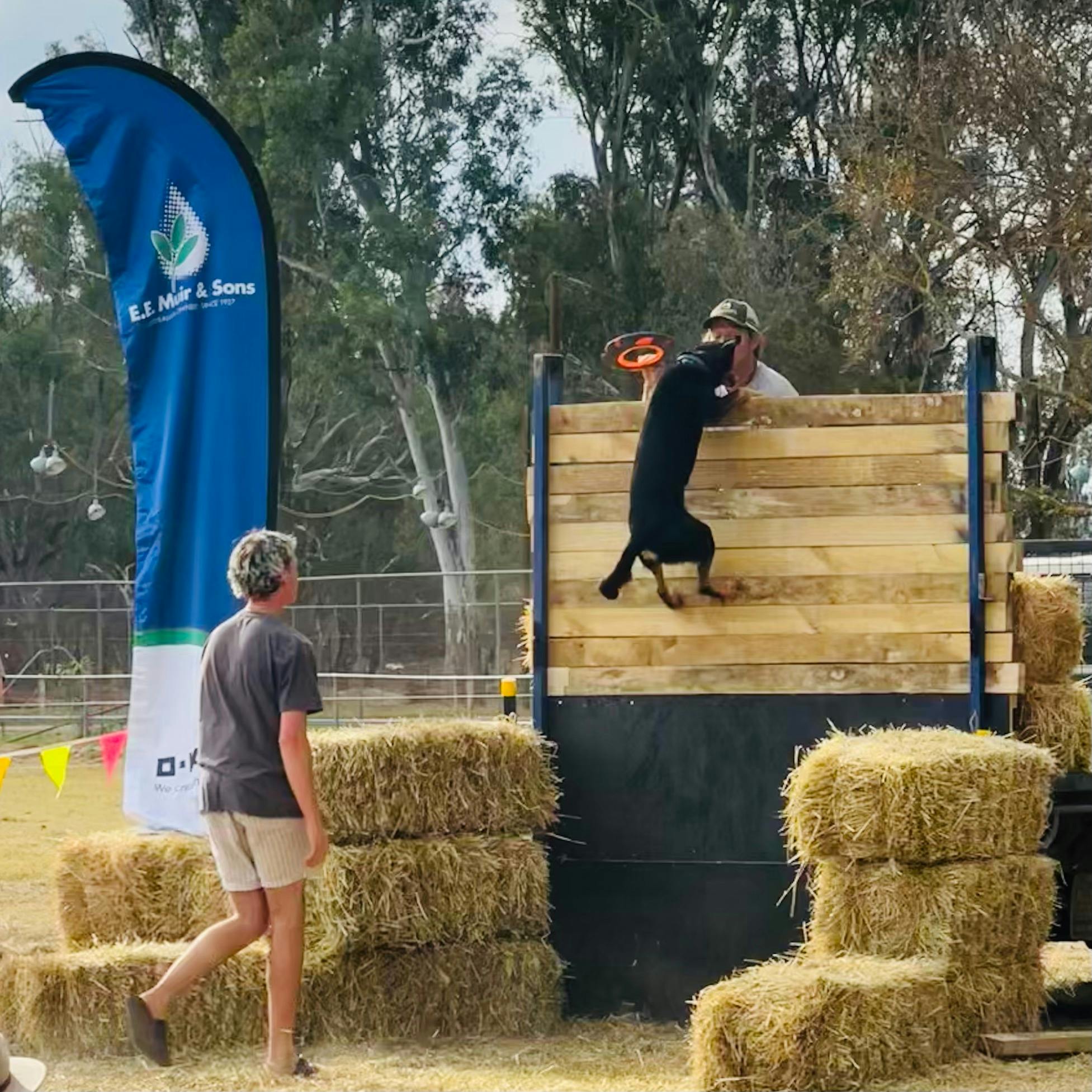 Dog jump 2024 winner