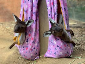 Wild Life Sydney Zoo