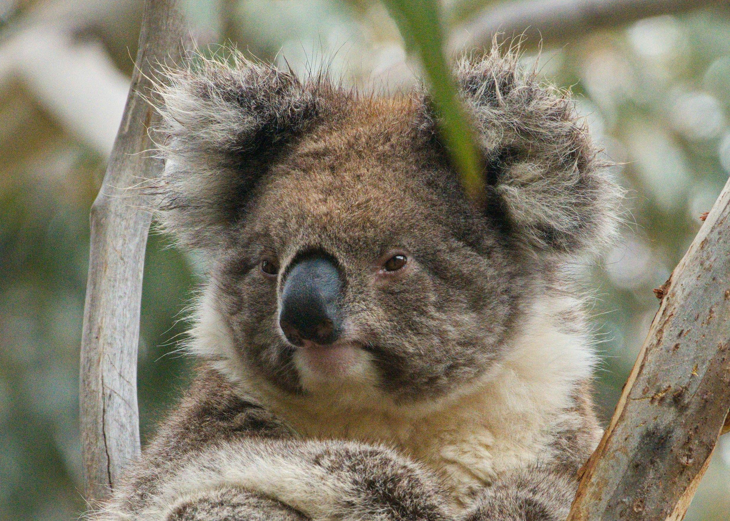 Koala, Kangaroo Island