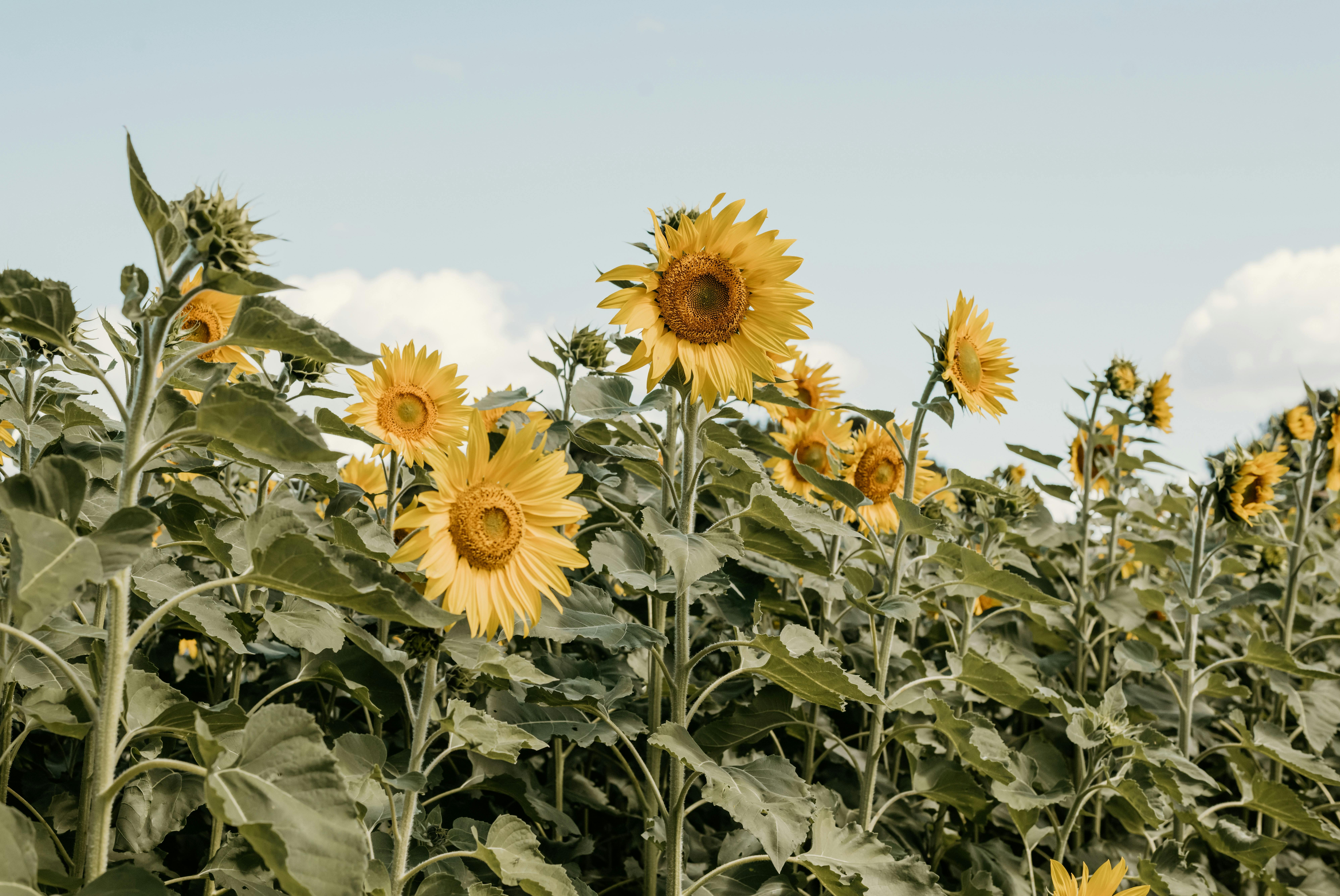 Visit for a lunch experience, add farm entry & enjoy a stroll through the sunflower & produce fields
