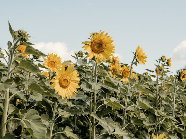 Visit for a lunch experience, add farm entry & enjoy a stroll through the sunflower & produce fields