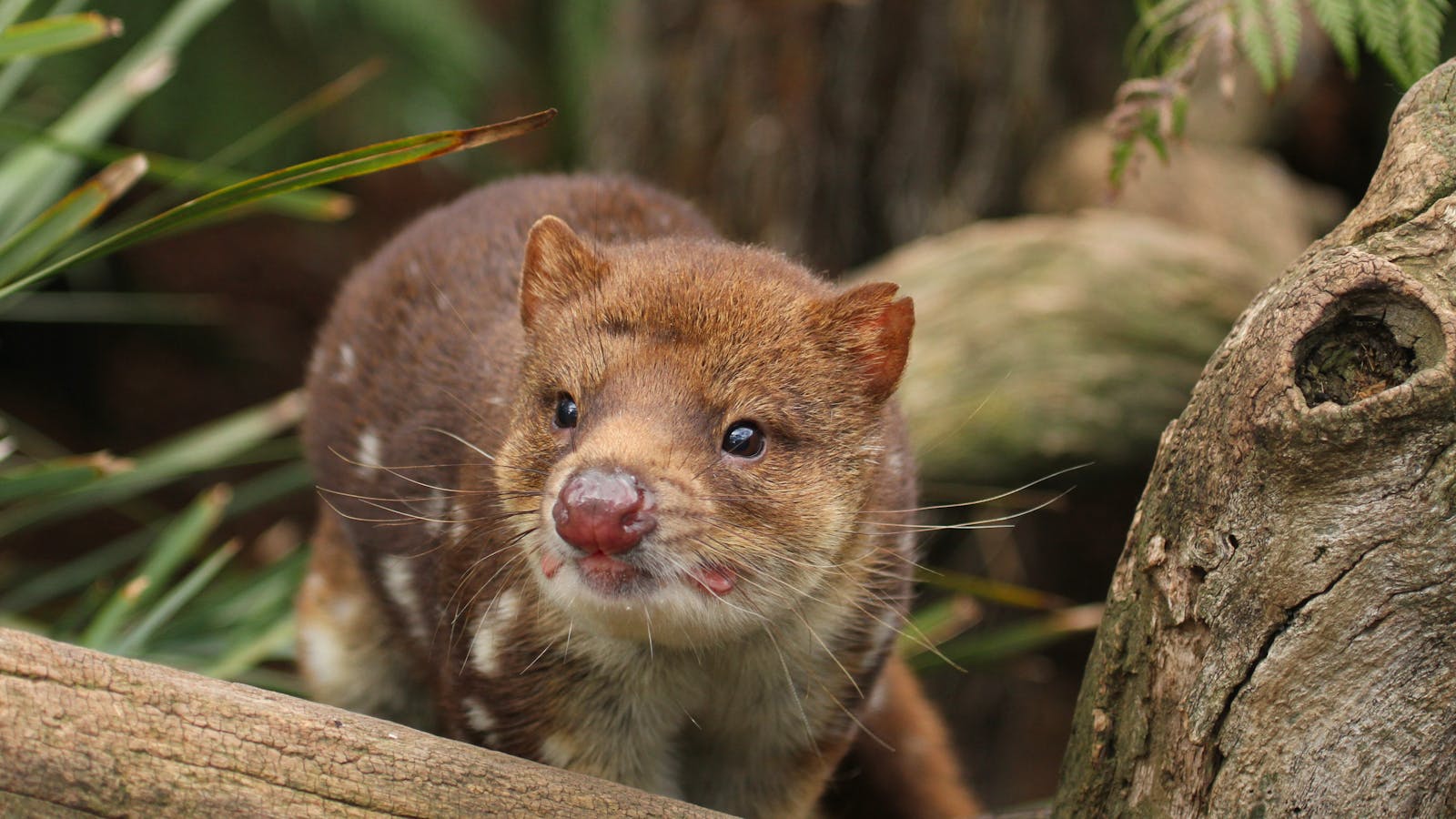 Spotted-tail quoll