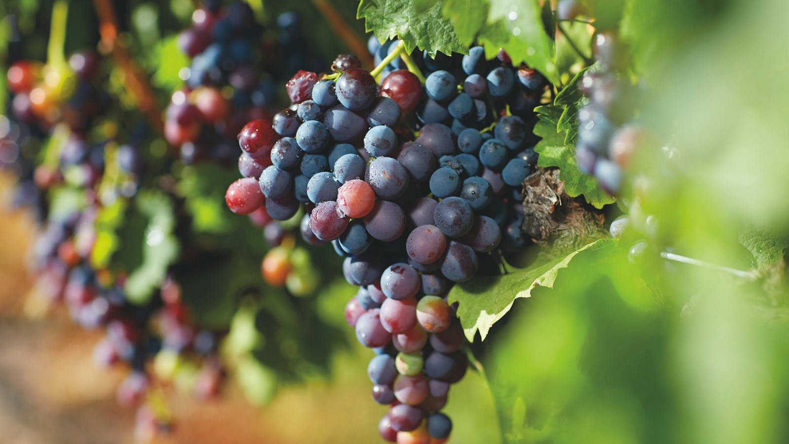 Granite Belt Wine Trail