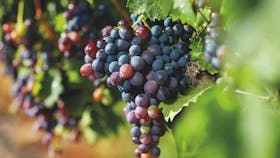 Granite Belt Winery