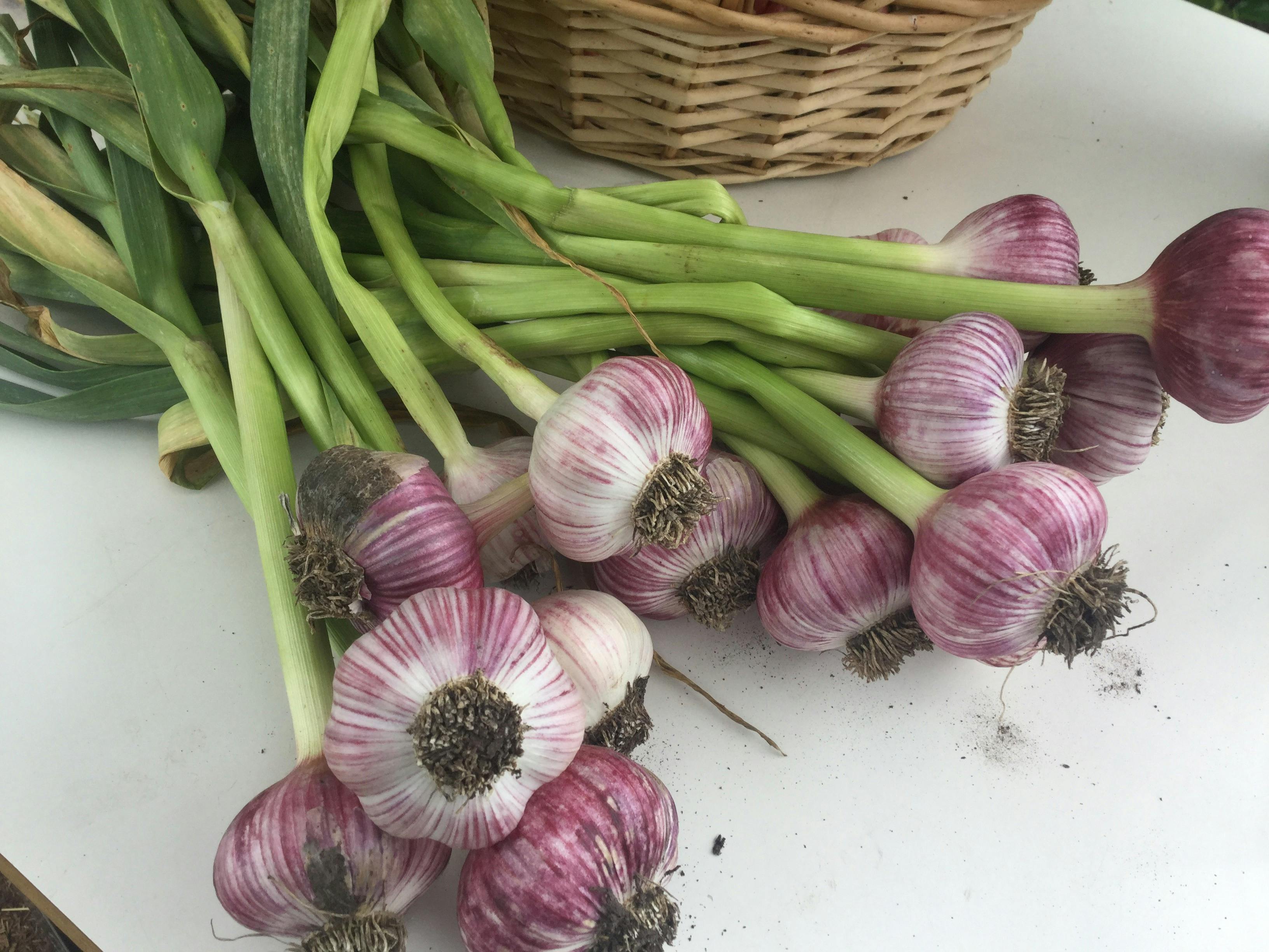 Grow Fabulous Organic Garlic