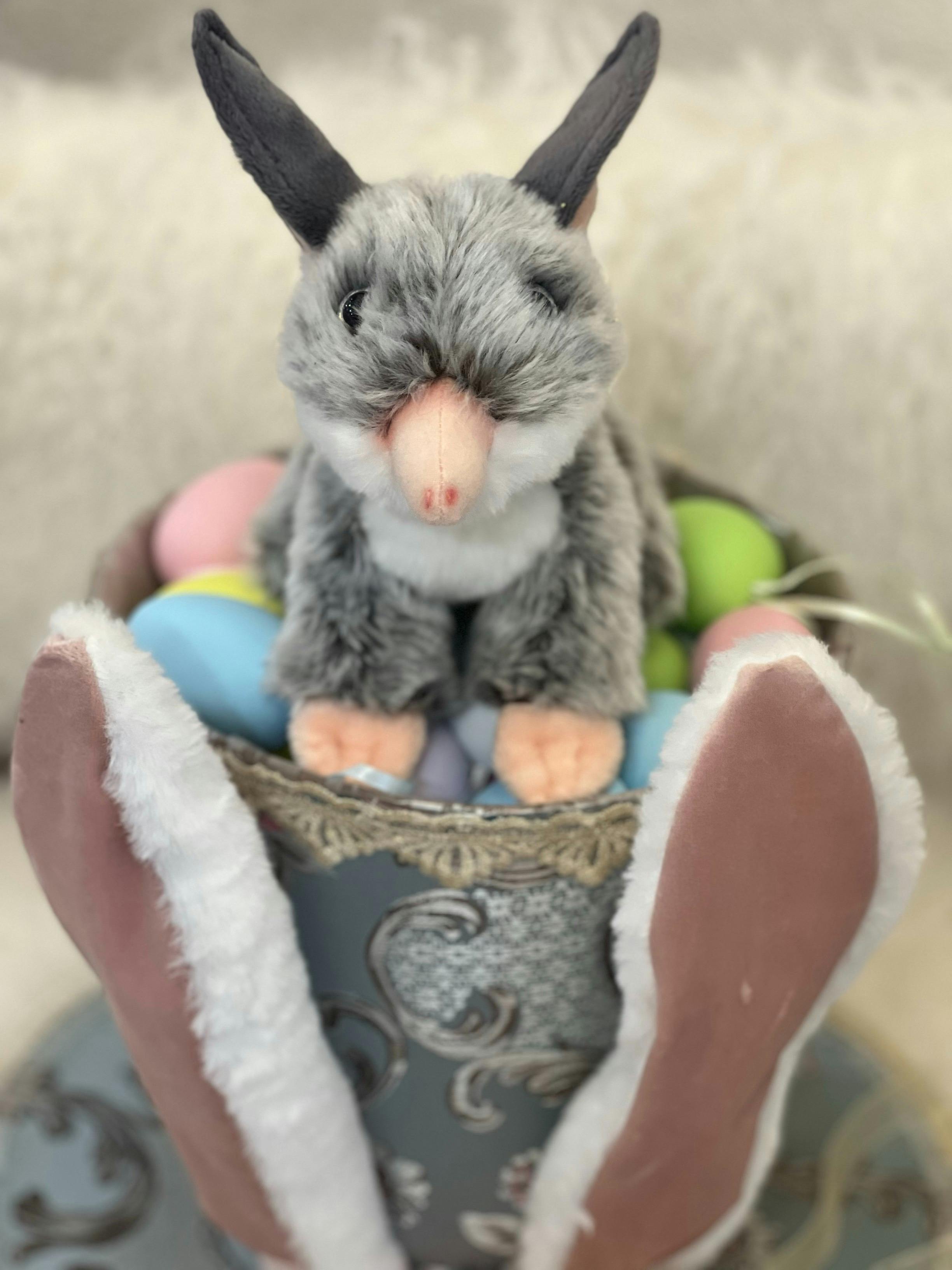 Find the Bilbies across Lismore this Easter
