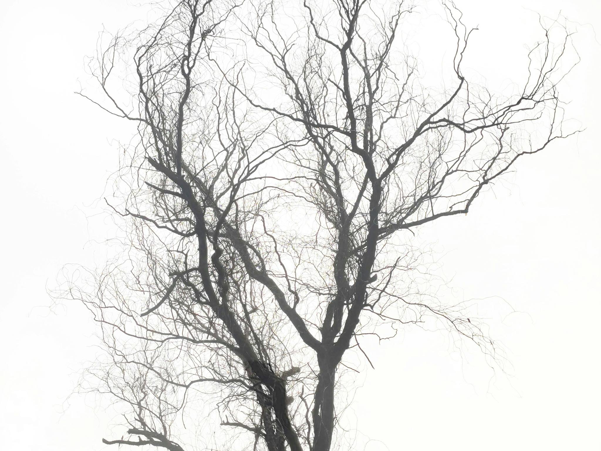 A digital photography of a tree in Apex Park, Wangaratta during winter 2021.