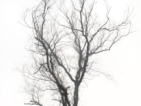 Trees - Exhibition Cover Image