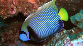Jetty Dive Centre