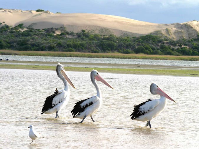 Sandhill Panorama