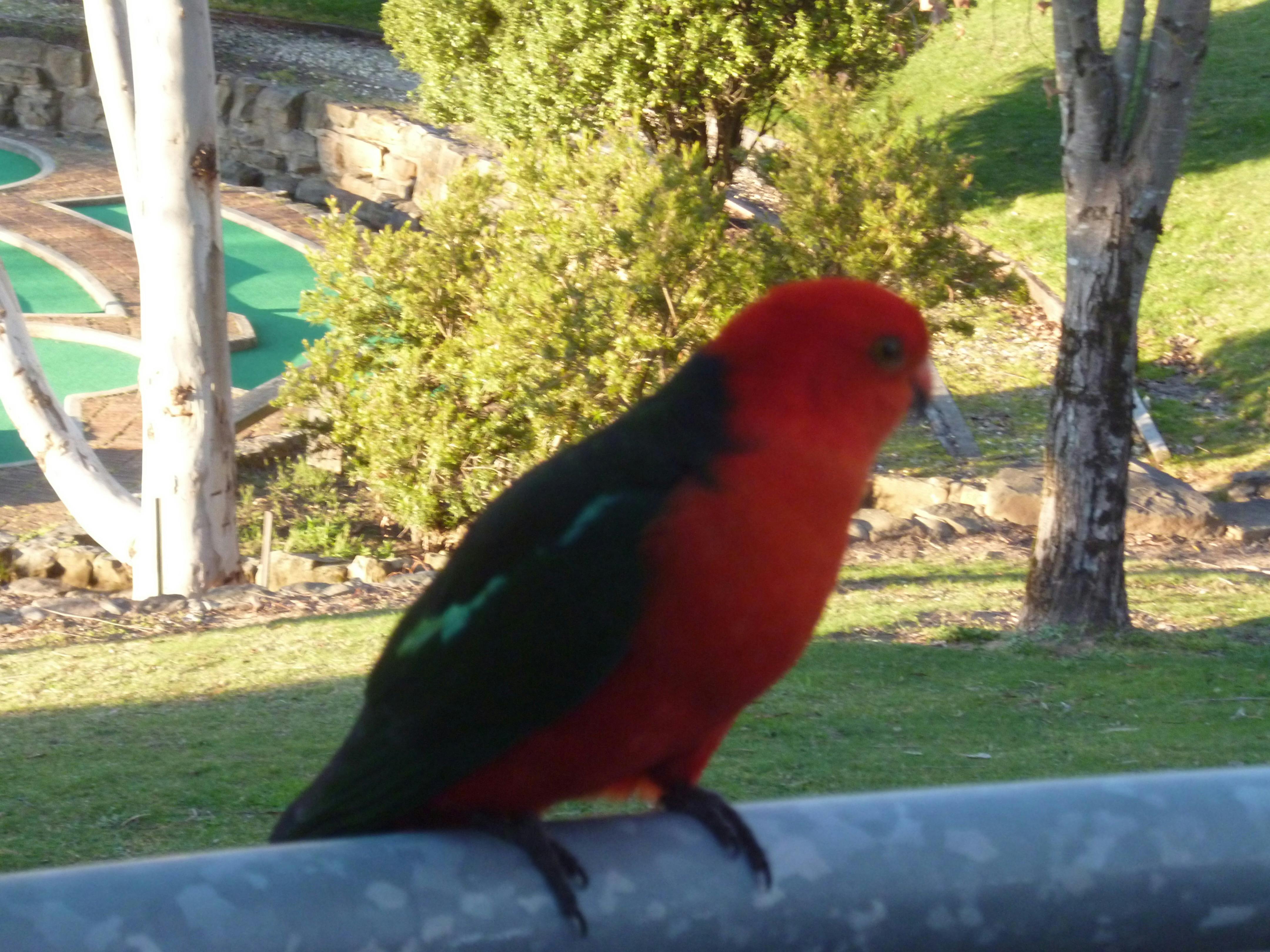 Bird life at Kunala Chalet